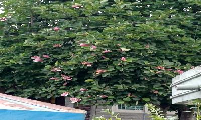 한여름에 핀 목련…철원읍 화지8리서 계절 거스른 개화
